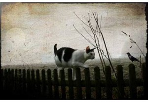 cat facts of life