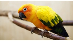 yellow parrot on branch